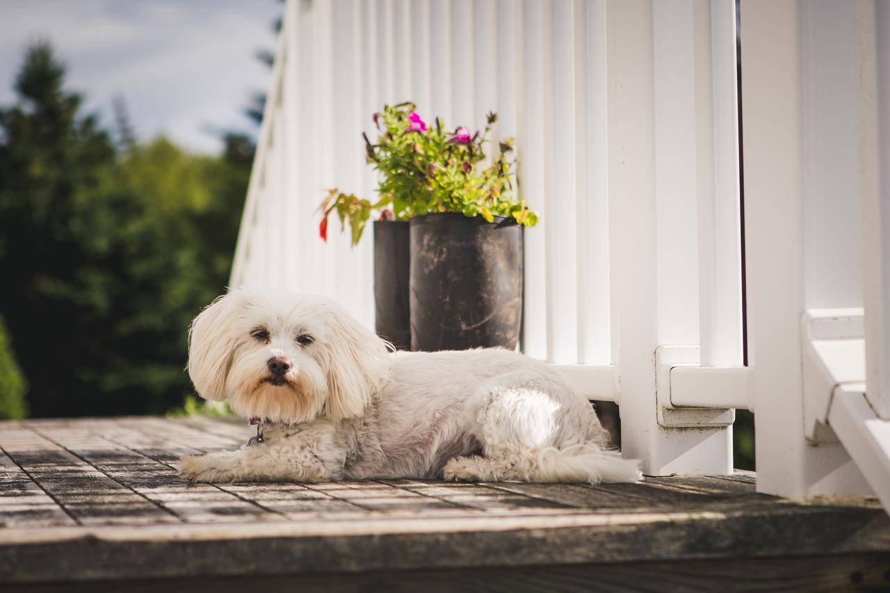 Abbie'S Garden Bed & Breakfast Grand Bank ภายนอก รูปภาพ